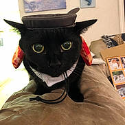 Loaf is registered to the contest to win money with this photo: cat, black_cat, hat, costume, pet, indoor, couch, living_room, decor, painting, snowman, wall_art, close_up, whiskers, green_eyes, fur, animal, cute, domestic_cat, curious