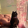 Mouschi is registered to the contest to win money with this photo: cat, black_cat, green_eyes, collar, couch, pink_couch, armrest, sunlight, window, curtain, floral_curtain, teddy_bear, indoor, pet, feline, cozy, shadow, texture, relaxing, domestic