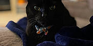 Mouschi joined the competition — help win amazing prizes! black_cat, cat, pet, animal, indoor, couch, blanket, collar, fur, whiskers, eyes, cozy, home, furniture, soft, relaxing, mammal, domestic_animal, resting, blurred_background
