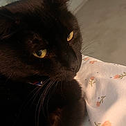 Mouschi is registered to the contest to win money with this photo: cat, black_cat, close_up, yellow_eyes, whiskers, fur, pet, animal, indoor, resting, floral_pattern, fabric, cozy, portrait, cute, feline, domestic_cat, soft_light, relaxed, sleepy
