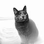 Petrova joined the competition — help win amazing prizes! cat, one-eyed, black_and_white, portrait, animal, pet, feline, sitting, curious, close-up, soft_focus, whiskers, ears, fur, indoor, cute, mystery, looking_up, domestic_cat, single_eye