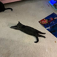 Petrova is registered to the contest to win money with this photo: cat, gray_cat, black_cat, carpet, couch, poster, floor, indoor, pet, stretching, tail, furniture, relaxing, animal, domestic_animal, home, cozy, living_room, resting, two_cats