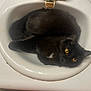 Werewolf is registered to the contest to win money with this photo: cat, sink, bathroom, pet, curled_up, black_fur, yellow_eyes, domestic_animal, fur, whiskers, relaxed, indoor, cozy, cute, animal, face, portrait, resting, white, household