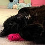 Werewolf is registered to the contest to win money with this photo: cat, black_cat, toy_mouse, carpet, stuffed_animals, plush_toys, indoor, relaxed, sleeping, close_up, furry, pet, animal, soft_texture, cozy, cute, pink_toy, black_fur, resting, home