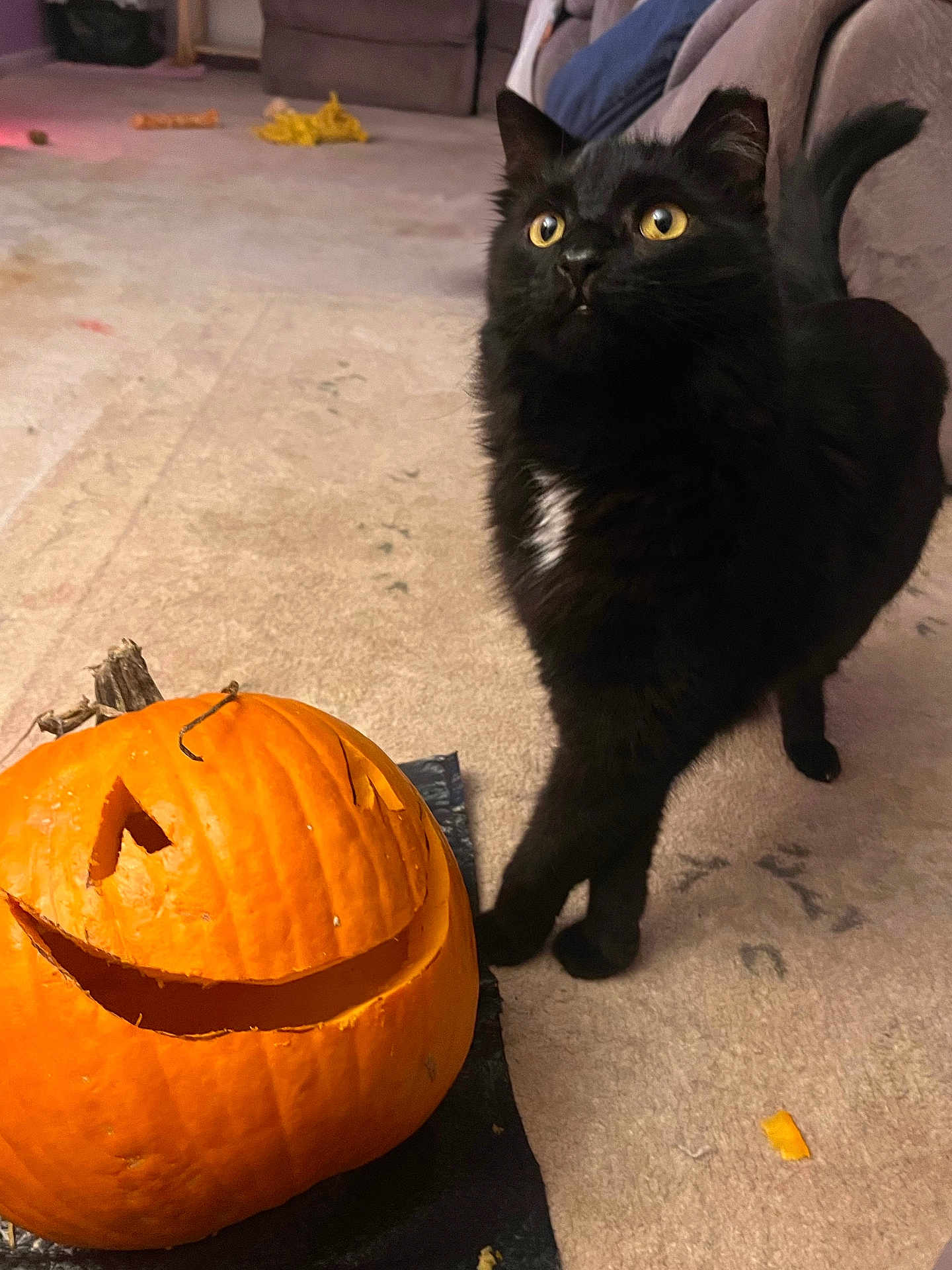 Werewolf is registered to the contest to win money with this photo: cat, black_cat, pumpkin, carved_pumpkin, halloween, indoor, carpet, furniture, curious, pet, animal, orange, black, yellow_eyes, stretching, couch, living_room, cute, playful, fall