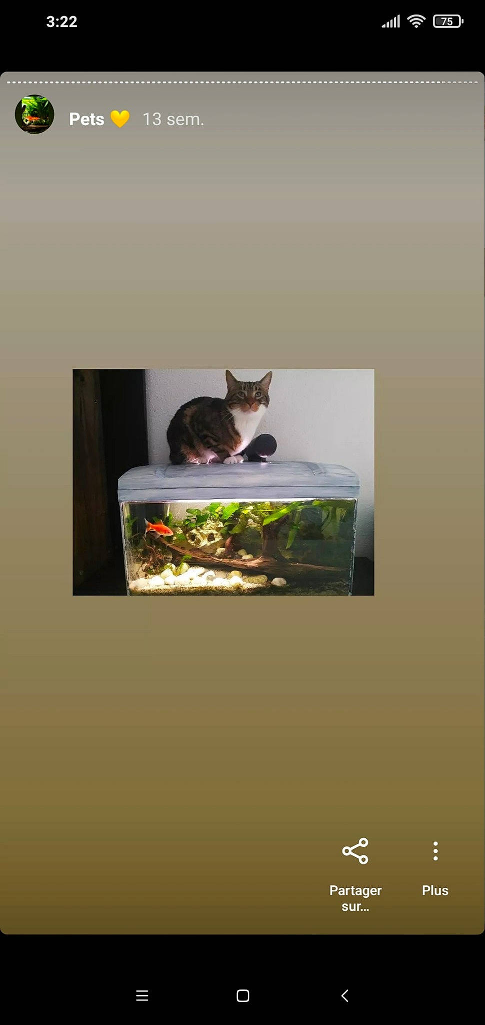 Rajah a rejoint le concours — aidez-le/la à gagner de superbes lots ! carnivore, cat, cat_supply, felidae, font, grass, herb, landscape, pet_supply, recipe, rectangle, room, sitting, small_to_medium_sized_cats, tail, terrestrial_animal, whiskers