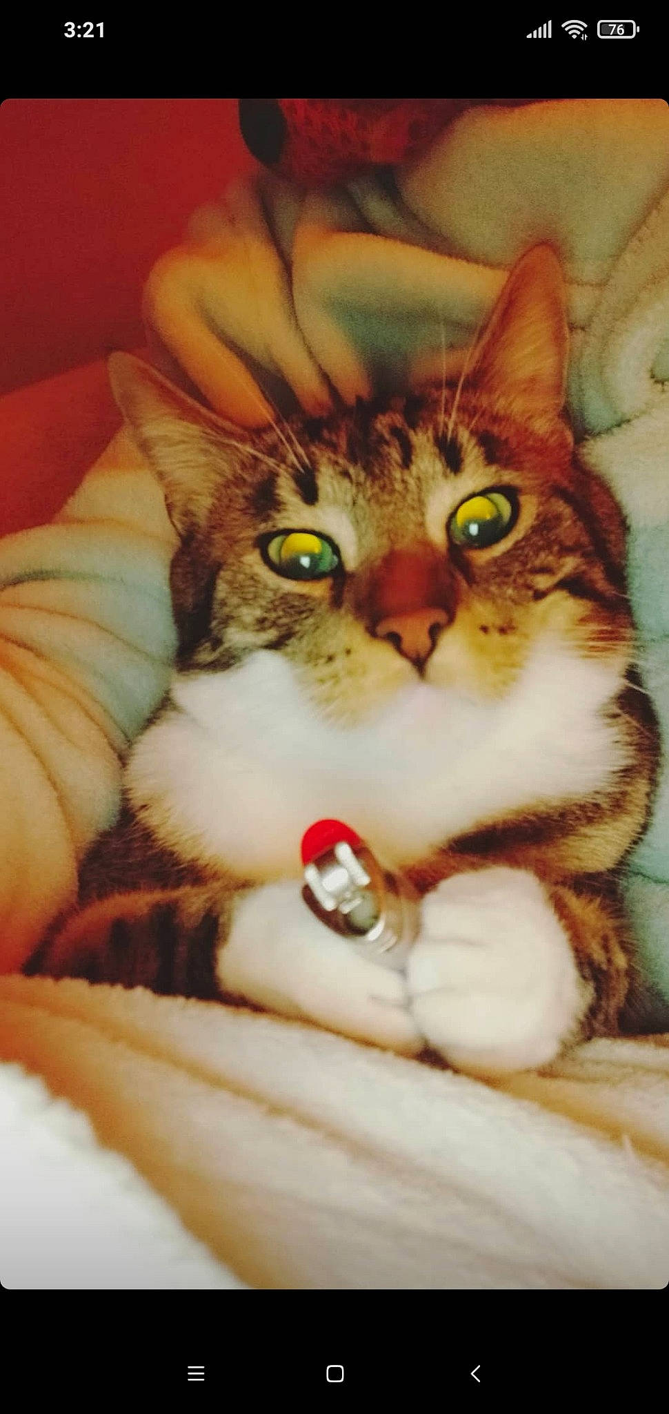 Rajah participe au concours pour gagner de l'argent avec cette photo : art, carnivore, cat, claw, comfort, domestic_short_haired_cat, eye, felidae, fur, paint, painting, paw, photo_caption, rectangle, small_to_medium_sized_cats, snout, tail, whiskers, window