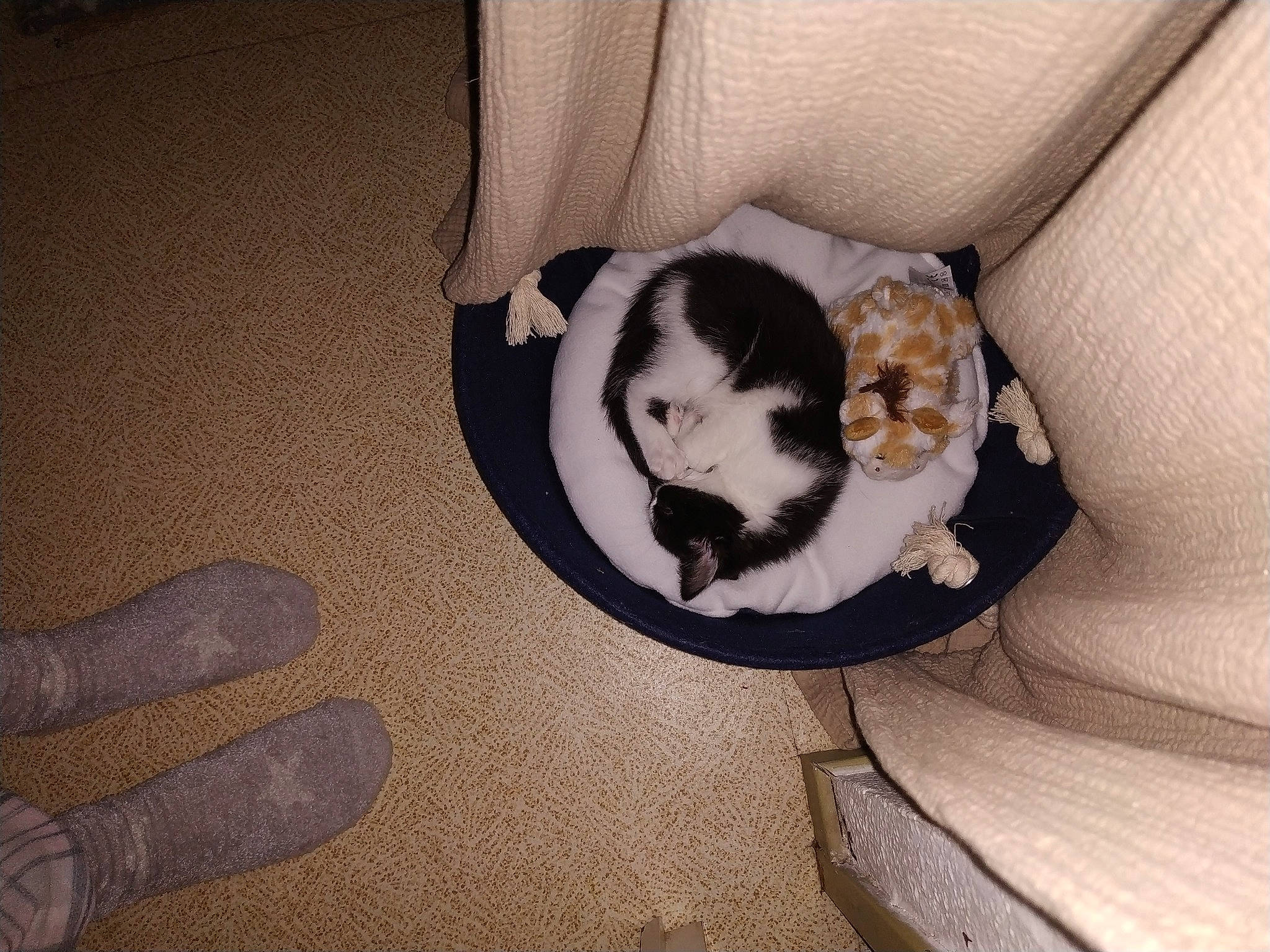 Maïko participe au concours pour gagner de l'argent avec cette photo : carnivore, cat, cat_supply, chair, comfort, companion_dog, couch, dog_breed, fawn, felidae, flooring, fur, grey, hair, hardwood, small_to_medium_sized_cats, sporting_group, tail, tints_and_shades, whiskers