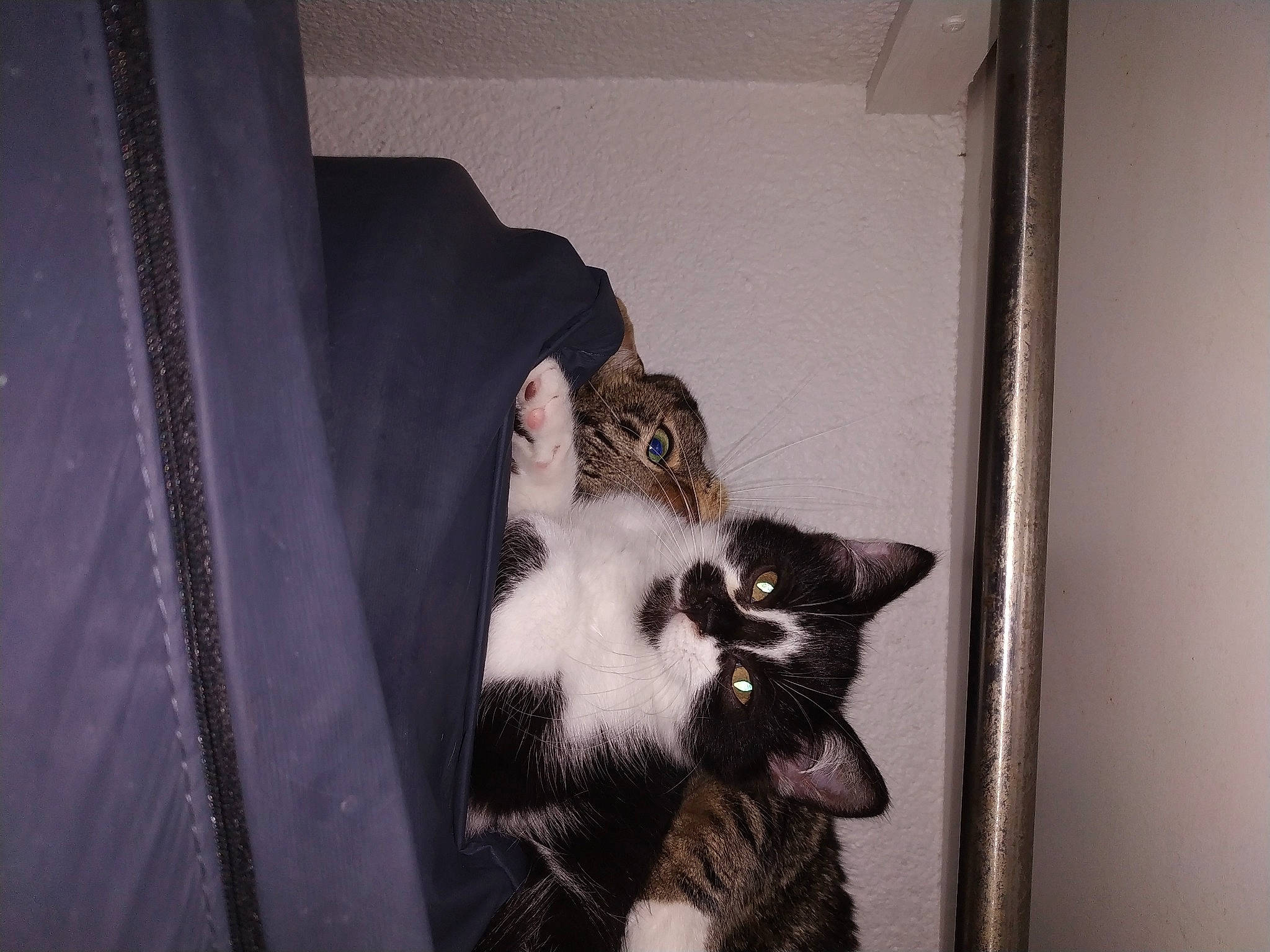 Maïko participe au concours pour gagner de l'argent avec cette photo : carnivore, cat, comfort, domestic_short_haired_cat, door, felidae, fur, paw, room, small_to_medium_sized_cats, snout, tail, tree, whiskers, window, wood