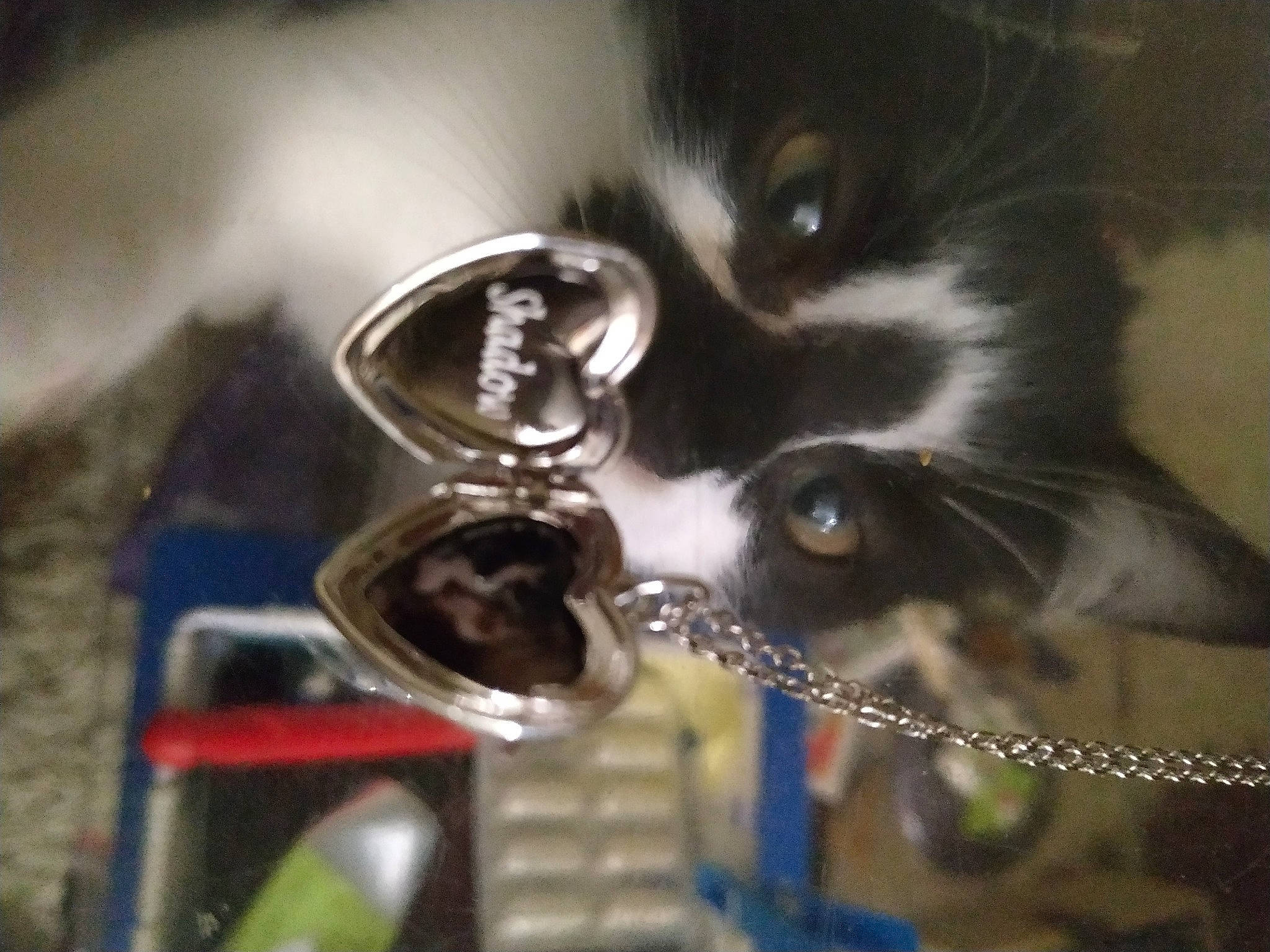 Maïko participe au concours pour gagner de l'argent avec cette photo : carnivore, cat, claw, domestic_short_haired_cat, felidae, fur, paw, personal_protective_equipment, photo_caption, small_to_medium_sized_cats, snout, tail, tree, whiskers