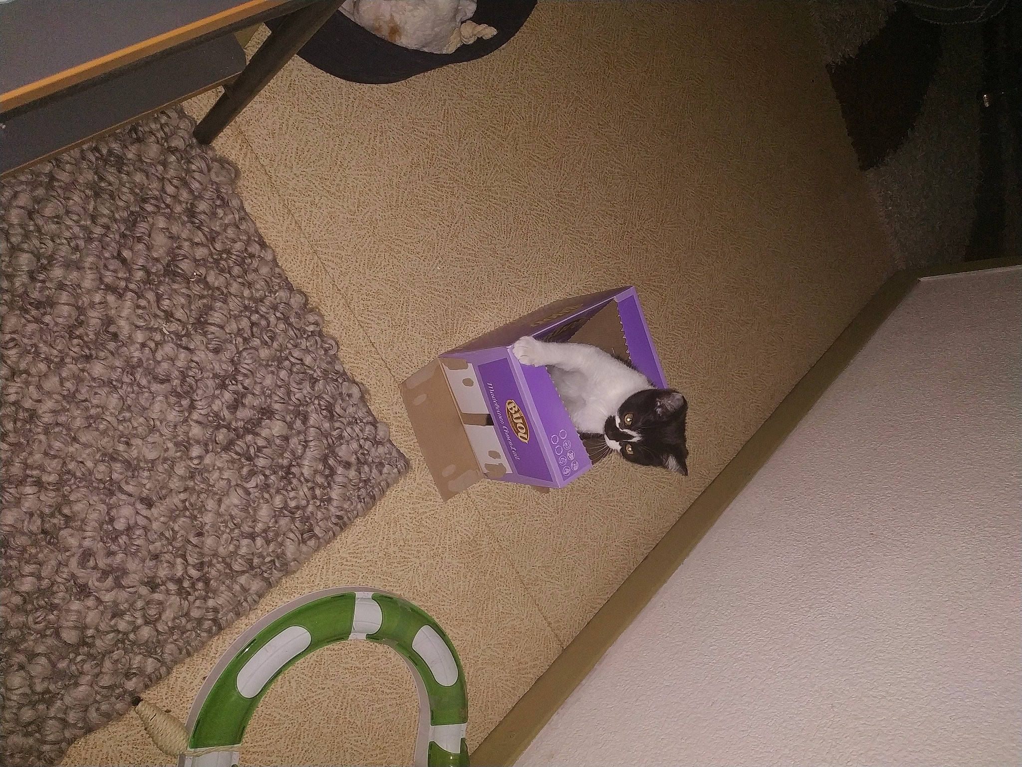 Maïko a rejoint le concours — aidez-le/la à gagner de superbes lots ! art, circle, floor, flooring, font, hardwood, laminate_flooring, linens, magenta, paper, paper_product, pattern, plywood, purple, rectangle, room, tile, wall, wood, wood_flooring