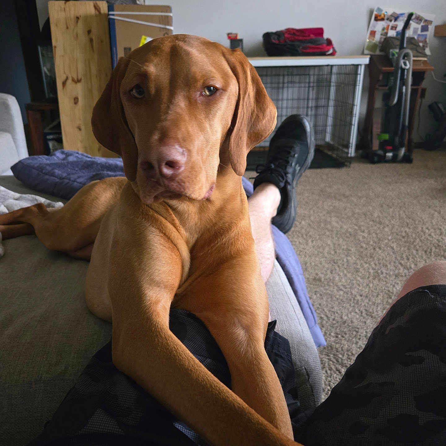 Lylah joined the competition — help win amazing prizes! brown_dog, carpet, casual, comfort, couch, dog, dog_crate, domestic, front_legs, furniture, home, indoors, living_room, lounge, person, pet, relaxed, shorts, stretching, vacuum_cleaner