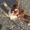 dog, small_dog, brown_dog, white_fur, fluffy_ears, outdoor, gravel, shadow, leash, pet, animal, sunlight, curious, looking_up, canine, daylight, texture, close_up, companion, nature