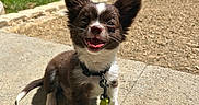 Guizmo participe au concours pour gagner de l'argent avec cette photo : accessories, animal, canine, chihuahua, cockerspaniel, dog, flagstone, grass, lawn, leash, nature, papillon, path, pet, plant, puppy, sidewalk, slate, strap, walkway