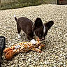Guizmo a rejoint le concours — aidez-le/la à gagner de superbes lots ! animal, ball, canine, chihuahua, clothing, cockerspaniel, dog, footwear, gravel, papillon, path, pebble, pet, plush, puppy, road, rock, shoe, toy, walkway