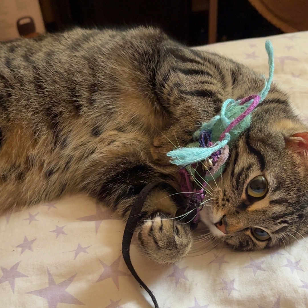 Minouchette participe au concours pour gagner de l'argent avec cette photo : bed, bedding, cat, closeup, curious, cute, domestic_animal, feline, fur, indoor, paw, pet, playing, relaxed, resting, star_pattern, striped, tabby, toy, whiskers