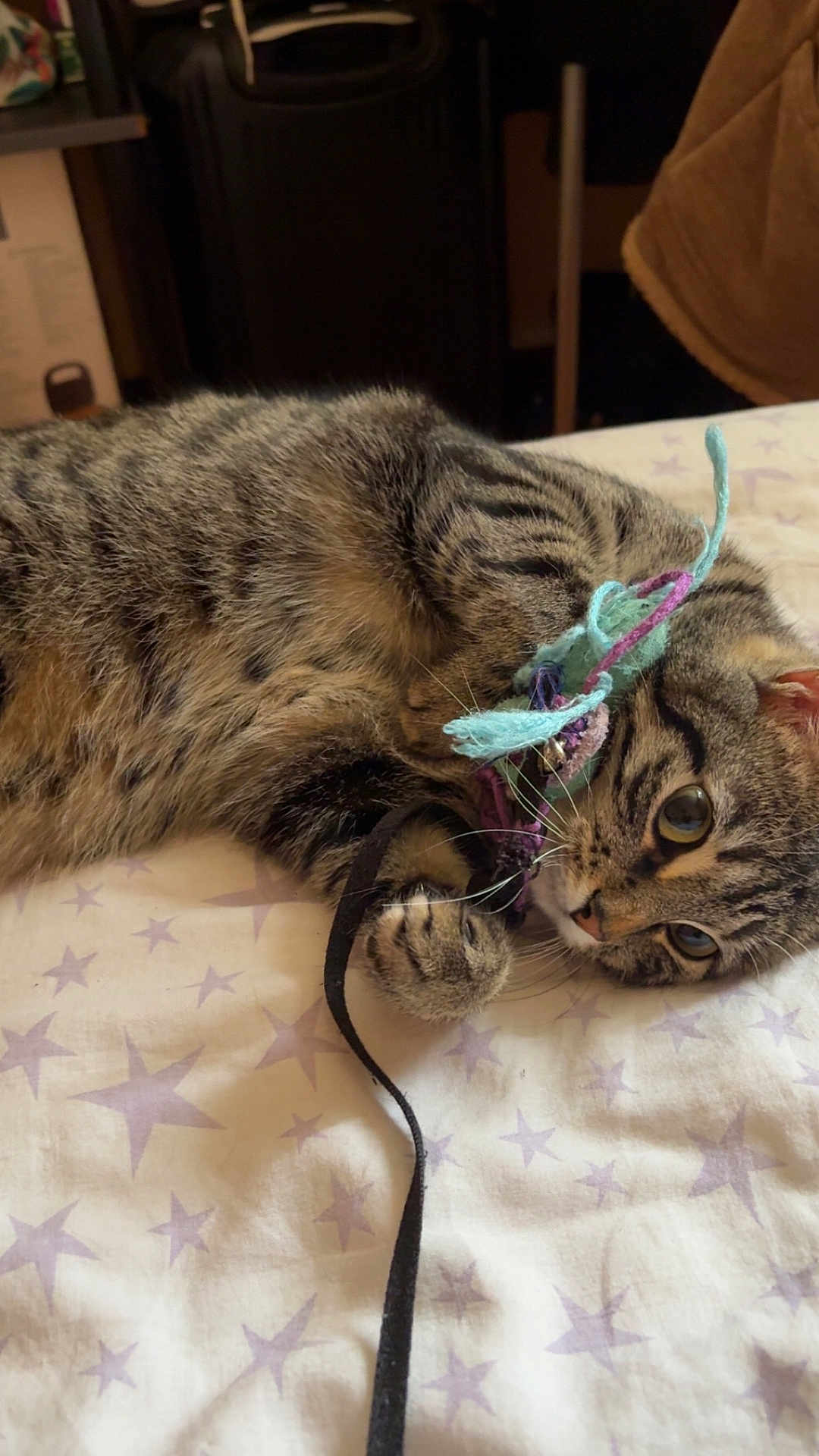 Minouchette participe au concours pour gagner de l'argent avec cette photo : cat, tabby, pet, playing, toy, bed, bedding, star_pattern, indoor, feline, whiskers, paw, fur, striped, curious, resting, closeup, cute, domestic_animal, relaxed