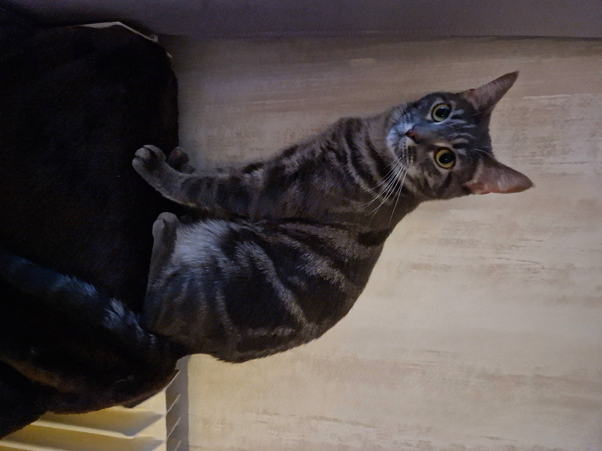 Tina participe au concours pour gagner de l'argent avec cette photo : art, canidae, carnivore, cat, dog_breed, domestic_short_haired_cat, felidae, flooring, fur, grey, metal, sculpture, small_to_medium_sized_cats, snout, sporting_group, tail, terrestrial_animal, whiskers, window, wood