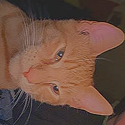 Rascal is registered to the contest to win money with this photo: cat, ginger_cat, close_up, whiskers, animal, pet, feline, ears, nose, eyes, fur, portrait, indoor, domestic_animal, head, face, looking, cute, soft, calm