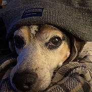 Hun is registered to the contest to win money with this photo: dog, face, hat, knit_hat, plaid_blanket, cozy, closeup, pet, animal, warm, indoor, cute, sleepy, resting, brown_eyes, snout, fur, comfort, portrait, domestic