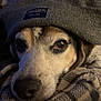 dog, face, hat, knit_hat, plaid_blanket, cozy, closeup, pet, animal, warm, indoor, cute, sleepy, resting, brown_eyes, snout, fur, comfort, portrait, domestic