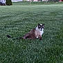 Aulani is registered to the contest to win money with this photo: backyard, cat, collar, cute, evening, feline, fur, grass, green, house, lawn, neighborhood, outdoor, pet, sitting, snowshoe_cat, staring, suburban, tree, whiskers
