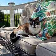 Aulani joined the competition — help win amazing prizes! blue_eyes, cat, collar, comfort, cushion, deck, decorative_pillow, fluffy, fur, indoor_outdoor, nap, outdoor_plant, patio, railing, relaxed, shadow, sofa, sunlit, tabby, wicker_furniture