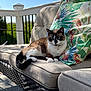 blue_eyes, cat, collar, comfort, cushion, deck, decorative_pillow, fluffy, fur, indoor_outdoor, nap, outdoor_plant, patio, railing, relaxed, shadow, sofa, sunlit, tabby, wicker_furniture