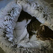 Mika participe au concours pour gagner de l'argent avec cette photo : animal, cat, comfort, cozy, cute, feline, fluffy, fur, home, indoor, nap, paw, pet_bed, relaxation, resting, sleeping, soft, tabby, warm, whiskers