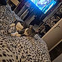 bedroom, blanket, cat, clothes, comfort, cozy, door, furniture, home, indoor, leopard_print, relaxation, resting, screen, shelves, sleeping, soft, tabby_cat, television, woman