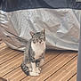 animal, calm, cat, close_eyes, covered_object, daylight, feline, fur, nature, outdoor, peaceful, pet, quiet, relaxed, sitting, striped, tabby_cat, tail, white_paws, wooden_deck