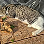 autumn, calm, cat, daylight, feline, fur, leaves, nature, outdoor, pet, plants, quiet, relaxation, resting, shadow, sleeping, sunlight, tabby_cat, tail, wooden_deck