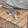 animal, calm, cat, closeup, covered_object, daylight, fur, gravel, natural_light, nature, outdoor, pet, quiet, relaxation, resting, sleeping, tabby, texture, white_paws, wooden_deck