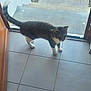 animal, cat, curious, domestic, door, feline, floor, grass, home, indoor, open_door, outdoor, pet, porch, side_view, standing, tabby, tile, whiskers, white_paws