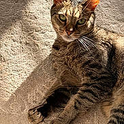 Kiyo is registered to the contest to win money with this photo: animal, carpet, cat, claws, closeup, cute, feline, fur, green_eyes, indoor, laying_down, paw, pet, relaxed, shadow, striped_fur, sunlight, tabby, texture, whiskers
