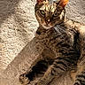 animal, carpet, cat, claws, closeup, cute, feline, fur, green_eyes, indoor, laying_down, paw, pet, relaxed, shadow, striped_fur, sunlight, tabby, texture, whiskers