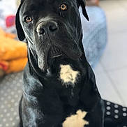 Patch participe au concours pour gagner de l'argent avec cette photo : dog, black_dog, pet, animal, portrait, close_up, sitting, indoors, home, brown_eyes, floppy_ears, shiny_coat, black_fur, tan_markings, chest_marking, nose, face, focused, cozy, photography