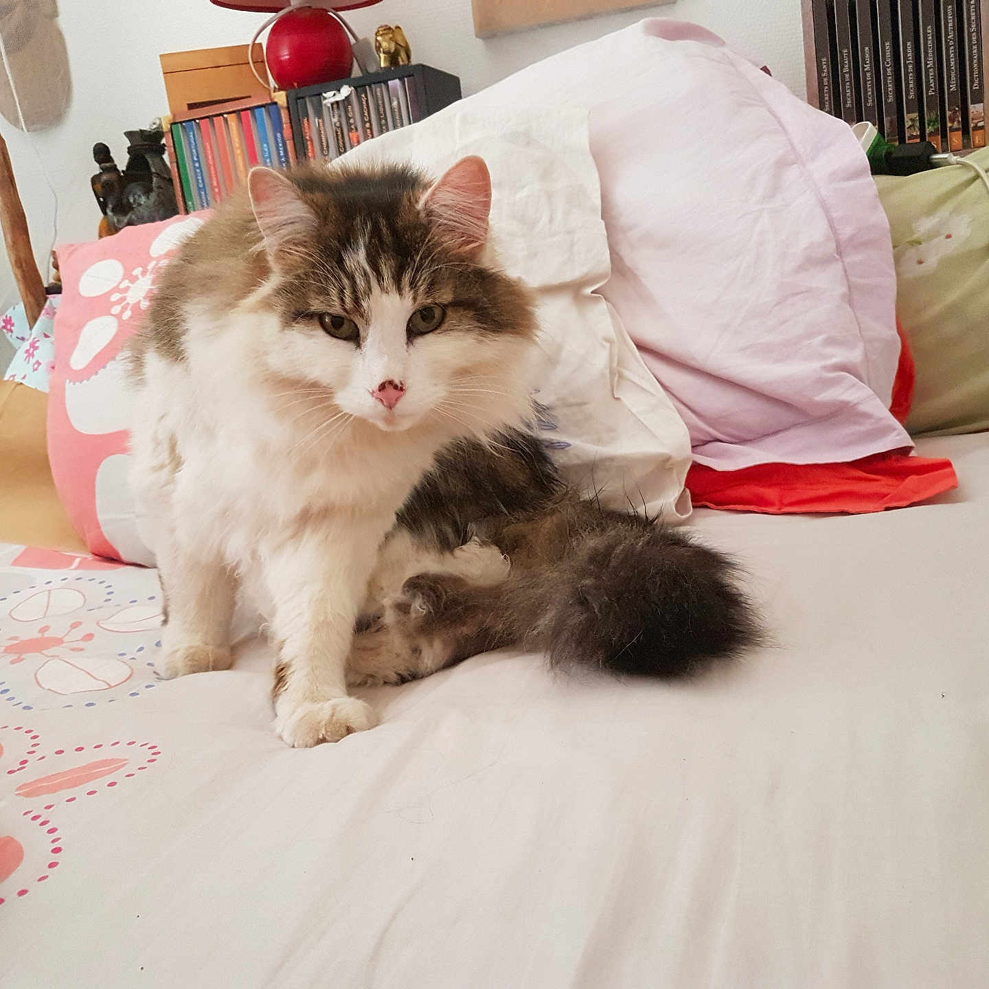 Fripounet a rejoint le concours — aidez-le/la à gagner de superbes lots ! bed, blanket, bookshelf, cat, charging_cable, cozy, feline, fur, furniture, headphones, home, indoor, long_haired_cat, patterned_bedding, paws, pet, pillow, plush_toy, tail, whiskers