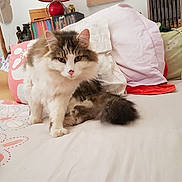 Fripounet a rejoint le concours — aidez-le/la à gagner de superbes lots ! bed, blanket, bookshelf, cat, charging_cable, cozy, feline, fur, furniture, headphones, home, indoor, long_haired_cat, patterned_bedding, paws, pet, pillow, plush_toy, tail, whiskers