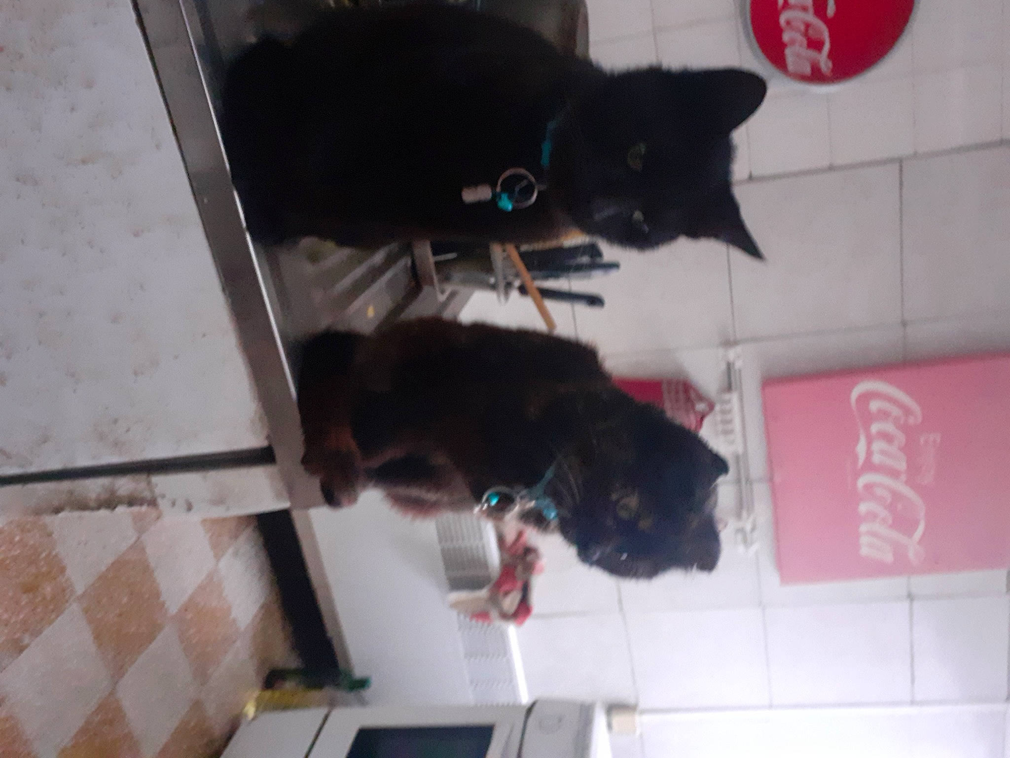 Looping a rejoint le concours — aidez-le/la à gagner de superbes lots ! black_cat, bombay, carnivore, cat, dog_breed, domestic_short_haired_cat, felidae, flooring, fur, mammal, room, small_to_medium_sized_cats, tail, vertebrate, whiskers