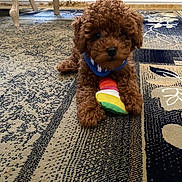 Milo joined the competition — help win amazing prizes! puppy, dog, toy, carpet, indoor, brown, curly_fur, pet, playful, cute, animal, floor, collar, small_dog, domestic_animal, young_dog, house, furniture, colorful, lying_down