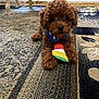 puppy, dog, toy, carpet, indoor, brown, curly_fur, pet, playful, cute, animal, floor, collar, small_dog, domestic_animal, young_dog, house, furniture, colorful, lying_down