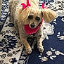 dog, small_dog, pink_bow, pink_bandana, fluffy_ears, lying_down, blue_rug, patterned_rug, indoor, pet, cute, animal, fur, canine, domestic_animal, looking_up, floor, decor, close_up, companion