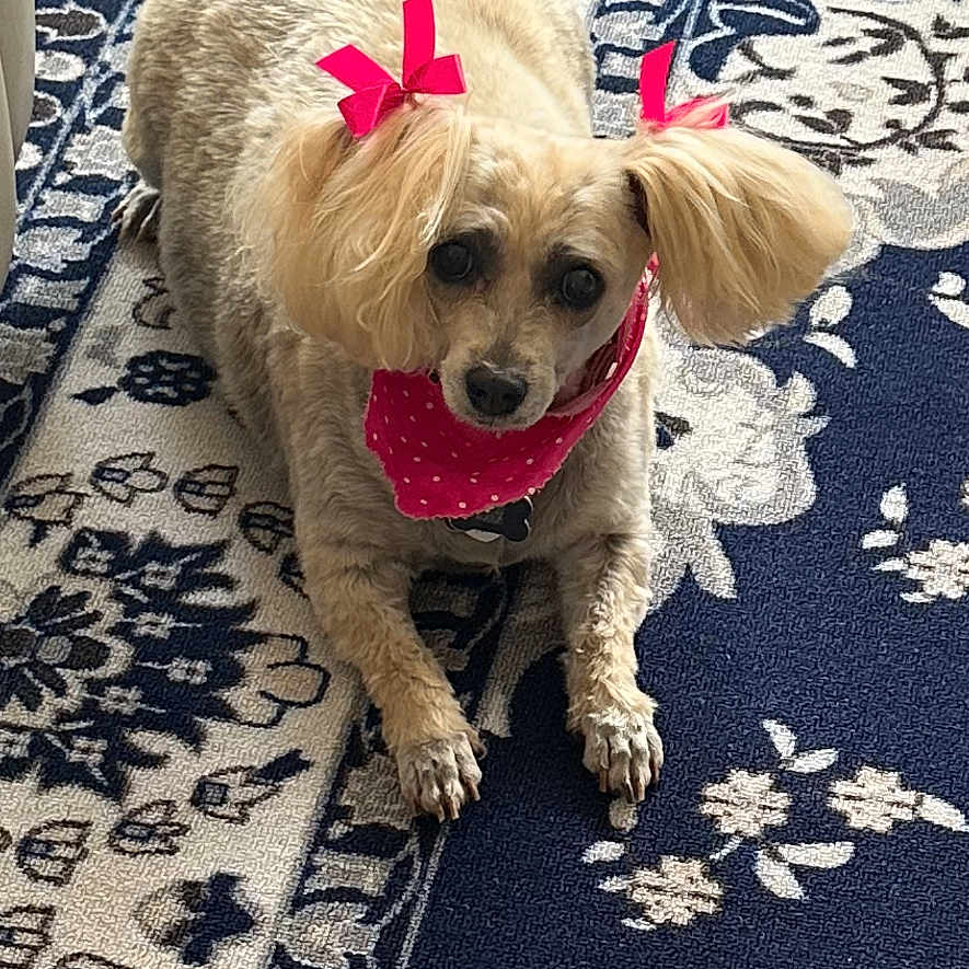 Scuffles is registered to the contest to win money with this photo: animal, blue_rug, canine, close_up, companion, cute, decor, dog, domestic_animal, floor, fluffy_ears, fur, indoor, looking_up, lying_down, patterned_rug, pet, pink_bandana, pink_bow, small_dog