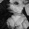 Indy a rejoint le concours — aidez-le/la à gagner de superbes lots ! dog, pet, animal, blanket, cozy, fur, cute, small_dog, lying_down, indoors, resting, black_and_white, portrait, mammal, paw, ears, snout, companion, cute_pet, relaxed