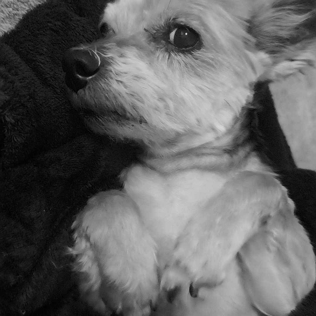 Indy a rejoint le concours — aidez-le/la à gagner de superbes lots ! dog, pet, animal, blanket, cozy, fur, cute, small_dog, lying_down, indoors, resting, black_and_white, portrait, mammal, paw, ears, snout, companion, cute_pet, relaxed