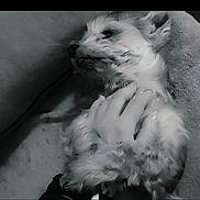 Indy participe au concours pour gagner de l'argent avec cette photo : dog, pet, fluffy, hand, belly_rub, relaxed, black_and_white, fur, cozy, comfort, animal, cute, laying_down, domestic_animal, close_up, indoor, resting, canine, companion, soft