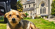 Indy a rejoint le concours — aidez-le/la à gagner de superbes lots ! dog, grass, outdoor, sunlight, church, building, plastic_chair, animal, pet, canine, daylight, greenery, relaxation, nature, blurred_background, fur, muzzle, snout, ears, portrait