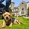 dog, grass, outdoor, sunlight, church, building, plastic_chair, animal, pet, canine, daylight, greenery, relaxation, nature, blurred_background, fur, muzzle, snout, ears, portrait