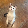 animal, black_markings, brown_floor, cat, curious, cute, domestic_cat, ears, feline, floor, hind_legs, indoor, looking_up, pet, playful, standing, tail, whiskers, white_cat, young_cat